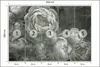 Muralo Vlies Fototapete graue BLUMEN Pfingstrosen Pflanzen Produktbild-Vorschau 2