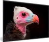 MuchoWow® MuchoWow® Gerahmtes Poster Geier - Vogel - Produktbild-Vorschau 1