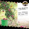 Eimer mit Deckel 10 L | Vorratseimer | Lebensmittelecht Produktbild-Vorschau 9