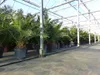 XXL 230 cm Phoenix canariensis, kanarische Dattelpalme Ø Produktbild-Vorschau 2