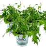 Enseleits 3er Set ASIA-SALAT MILD-SCHARFER, BRASSICA RAPA, Produktbild-Vorschau 1
