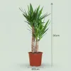 Green boutiQ - Kamerplant - Yucca (Palmlelie) - Yucca Voir les images du produit 4