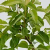 Close-up view of green leaves and branches of a young tree. Produktbild-Vorschau