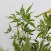 A close-up of a Japanese Maple plant with green leaves and white edges. Produktbild-Vorschau