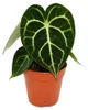 Flamingoblume - Anthurium clarinervium - Herzblattblume - Produktbild-Vorschau 1