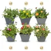 12x - Delosperma mix - Ø7cm - ↕10-12cm Voir les images du produit 1