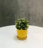 A yellow ceramic pot with a green and white plant sits on a white surface against a gray textured background. Náhled obrázku produktu