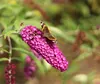 Sommerflieder Schmetterlingsstrauch 'Buddleja Davidii Royal Produktbild-Vorschau 1
