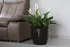 A potted peace lily sits on a floor next to a brown leather sofa. Produktbild-Vorschau