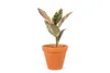 Gardners Ficus elastica Belize, průměr 12 cm Náhled obrázku produktu 3