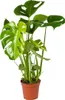 Bloomique - Monstera Deliciosa - Roślina serowa - Rośliny Podgląd zdjęcia produktu 1
