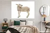 MuchoWow® Poster Schaf - Wolle - Lamm 160x120 cm - Foto Produktbild-Vorschau 4