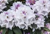 Rhododendron Hybr. 'Bismarck', rosa Blüten, 40–50 cm Produktbild-Vorschau 1