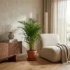 Dypsis Lutescens, Goldfruchtpalme, Palme, 100-120 cm, Topf Produktbild-Vorschau 2