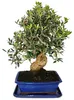 Bonsai – Solitär – Olivenbaum – Olea europaea – ca. 17 Produktbild-Vorschau 1