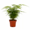 Asparagus setaceus Plumosus ca. 35 cm – Zierspargel Produktbild-Vorschau 1
