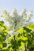 Syringa vulgaris 'Mme Lemoine', Flieder, weiß, 40–60 cm Produktbild-Vorschau 10