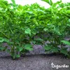 -Saatkartoffeln Vitabella A 28/35 (5 kg) - Organifer Produktbild-Vorschau 10