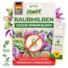 Power Raubmilben gegen Spinnmilben – 1 Tüte - Biologisches Produktbild-Vorschau 1