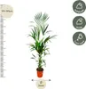 Palma Kentia (Howea forsteriana), výška 180cm, prumer 24cm, Náhled obrázku produktu 2