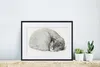 MuchoWow® MuchoWow® Gerahmtes Poster Schlafende Katze im Produktbild-Vorschau 6