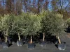 8x Olivenbaum Olive "20 Jahre" 180 - 220 cm, beste Produktbild-Vorschau 1
