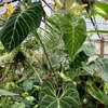 Anthurium kráľovské (Anthurium regale)  – 1 vyklíčené Náhľad obrázku produktu 1