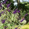 Buddleja Black Knight - Butterfly Bush/Summer Lilac - Podgląd zdjęcia produktu 2