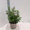 Escallonia 'Iveyi' - Arbusto andino | 50-60 cm in vaso Anteprima dell’immagine prodotto 2