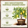 Green Home Zitruserde 72L - Erde für Zitruspflanzen & Produktbild-Vorschau 3
