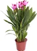Bloomique - Curcuma Siam - Tulipan syjamski - Roślina Podgląd zdjęcia produktu 1