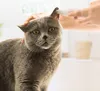 Xiaomi Pawbby Haustiere Haarschneider Hund Katze Rasierer Produktbild-Vorschau 9