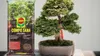 Bonsai Erde Ficus - 5l - Hochwertig - Nährstoffreich - Produktbild-Vorschau 6