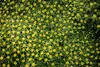 Stauden Gänge 1 x Azorella trifurcata 'Nana' - Adenpolster Produktbild-Vorschau 8