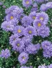 Aster novi-belgii 'Schöne von Dietlikon', Herbstaster, ca. Produktbild-Vorschau 1