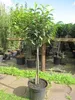 Prunus lusitanica - Portugisische Lorbeerkirsche - Produktbild-Vorschau 1