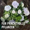 Spezialdünger COMPO Vital für Hortensien u. Rhododendren 1 Produktbild-Vorschau 8