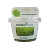 Grasartiger Wasserschlauch - Utricularia graminifolia Produktbild-Vorschau 5
