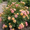Green boutiQ - Gartenrose - Rosa Tricolor Fairy - Rose - Produktbild-Vorschau 4