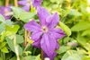 Clematis viticella 'Polish Spirit', violett, 80–100 cm Produktbild-Vorschau 7