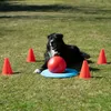 PROCYON Dog Golf Set Produktbild-Vorschau 6