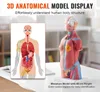 SucceBuy 18palcový model lidského těla, 23dílný anatomický Náhled obrázku produktu 2