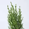 Toskanische Zypresse - Cupressus sempervirens 'Totem' - Produktbild-Vorschau 4
