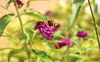 Sommerflieder Schmetterlingsstrauch 'Buddleja Davidii Royal Produktbild-Vorschau 2