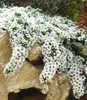 BALDUR Garten 5x Bodendecker Steinaster Snowflurry, Produktbild-Vorschau 1