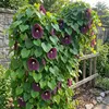 x1 Aristolochia Macrophylla P17 H80 Produktbild-Vorschau 4