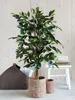 Mica Decorations Ficus Kunstpflanze - H110 x Ø65 cm - Grün Produktbild-Vorschau 8