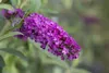 Buddleja davidii 'Royal Red', Schmetterlingsflieder, rot, Produktbild-Vorschau 5