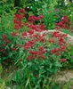 Rote Spornblume Coccineus, im Topf - Centranthus ruber Produktbild-Vorschau 4