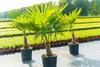 Hanfpalme "M" Palme Trachycarpus fortunei winterhart, Produktbild-Vorschau 2